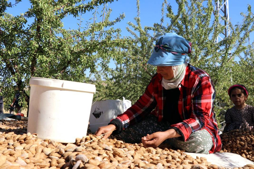 Elazığ'da hasadı başladı. 400 ton rekolte bekleniyor - Fotoğraf: 4